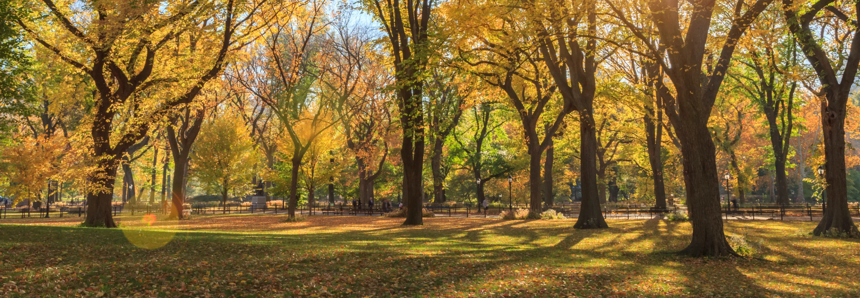 Central Park in the fall