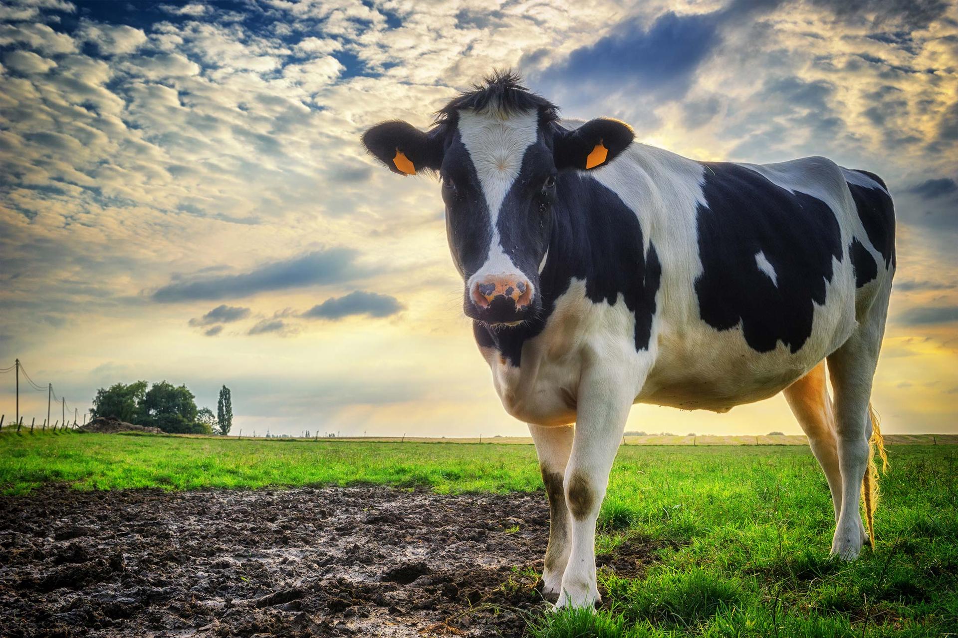 Cow in meadow 