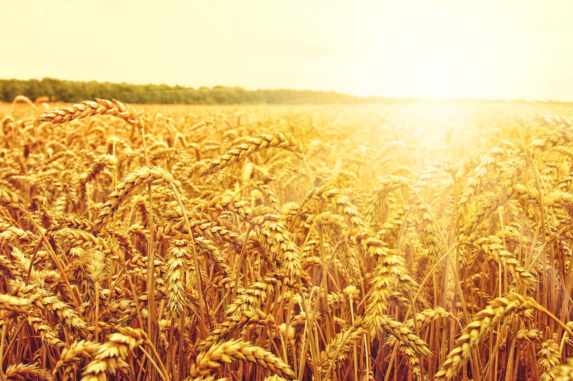 Golden cornfields