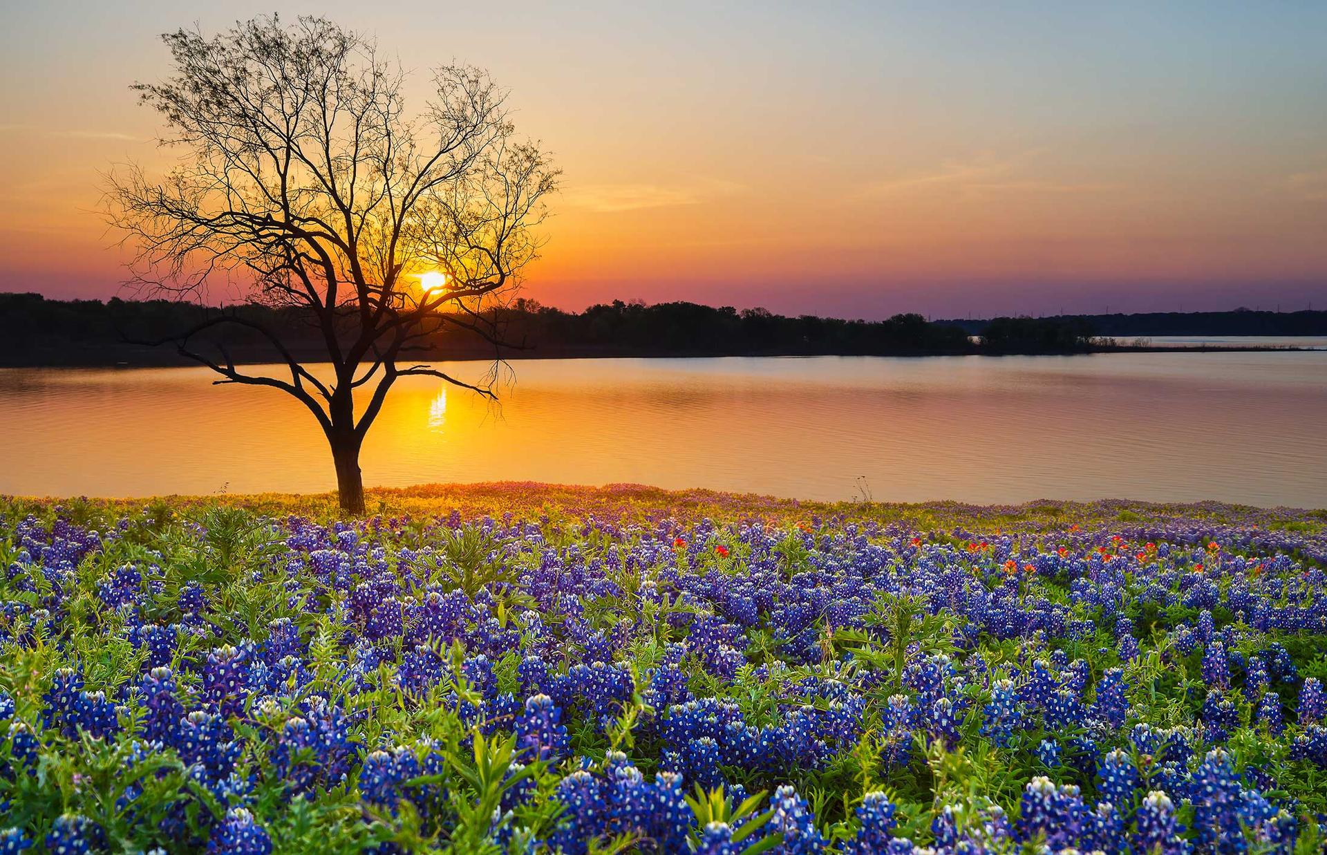 sunset with tree and bluebonnets