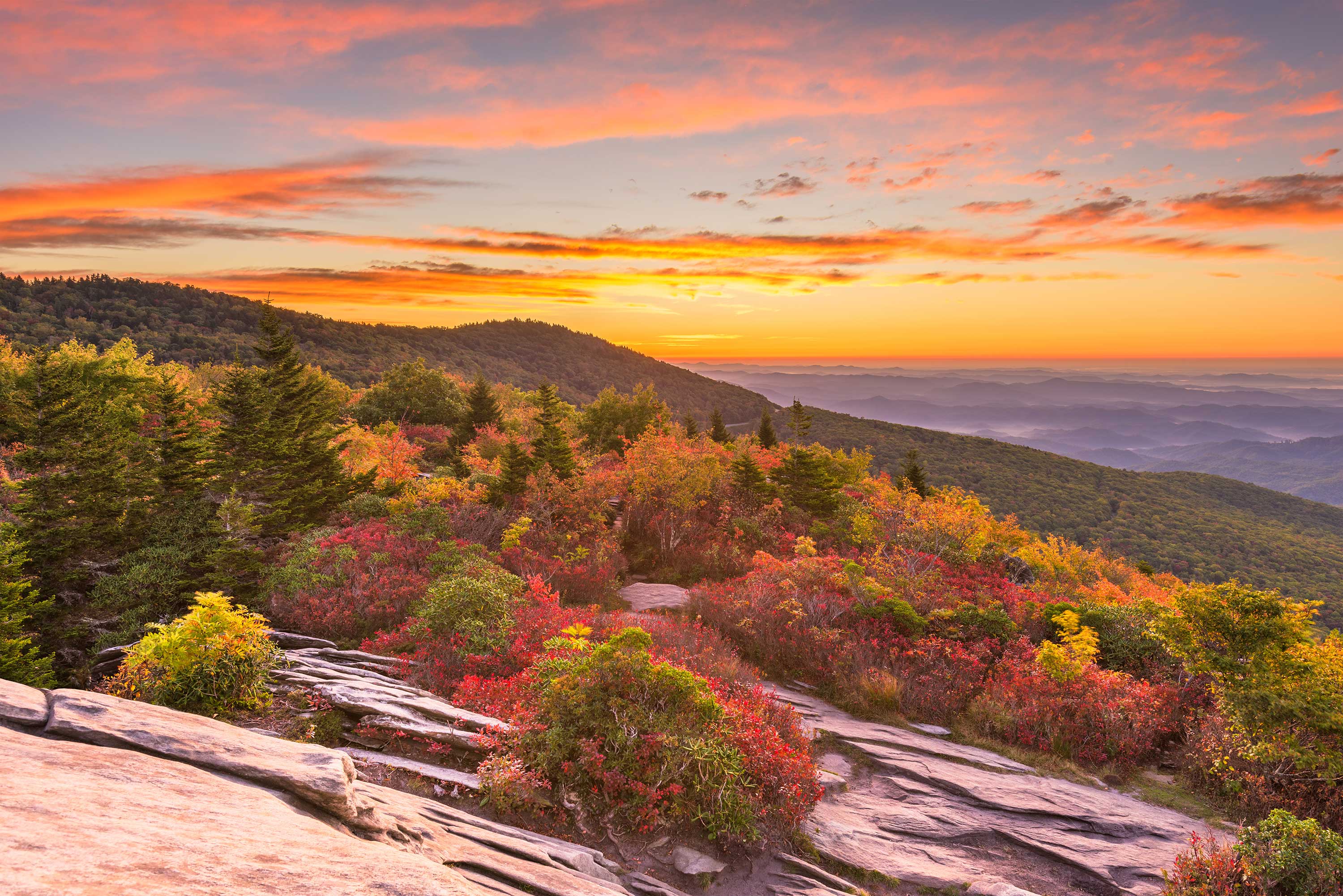 Mountain tree-scape sunset