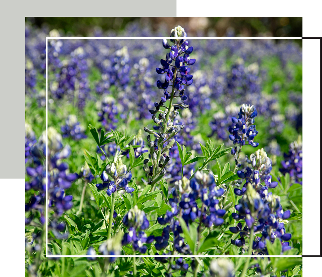 A vibrant field of Texas bluebonnets in full bloom under bright sunlight.