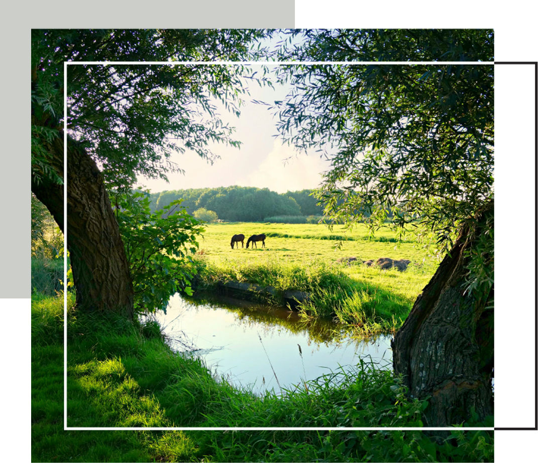 Two horses graze in a sunlit meadow beside a quiet creek framed by leafy trees.