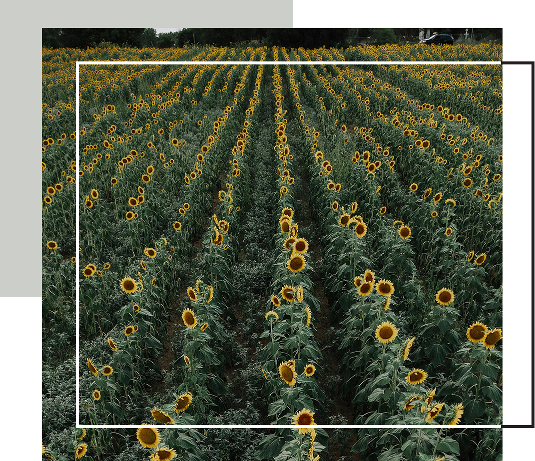 A vast sunflower field stretches into the distance under a partly cloudy sky