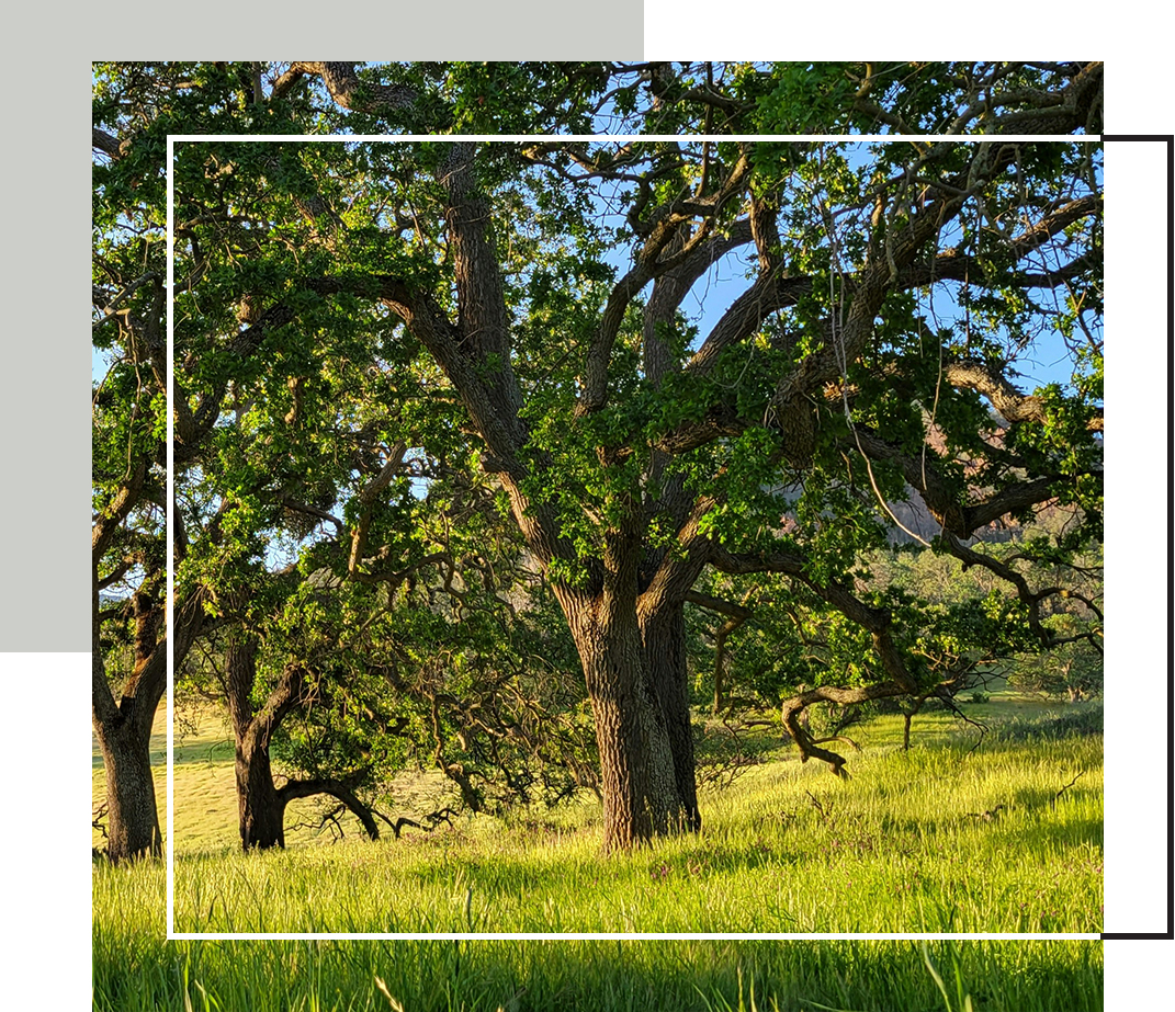 A large oak tree stands in a sunlit field, its branches spreading wide beneath a clear blue sky.