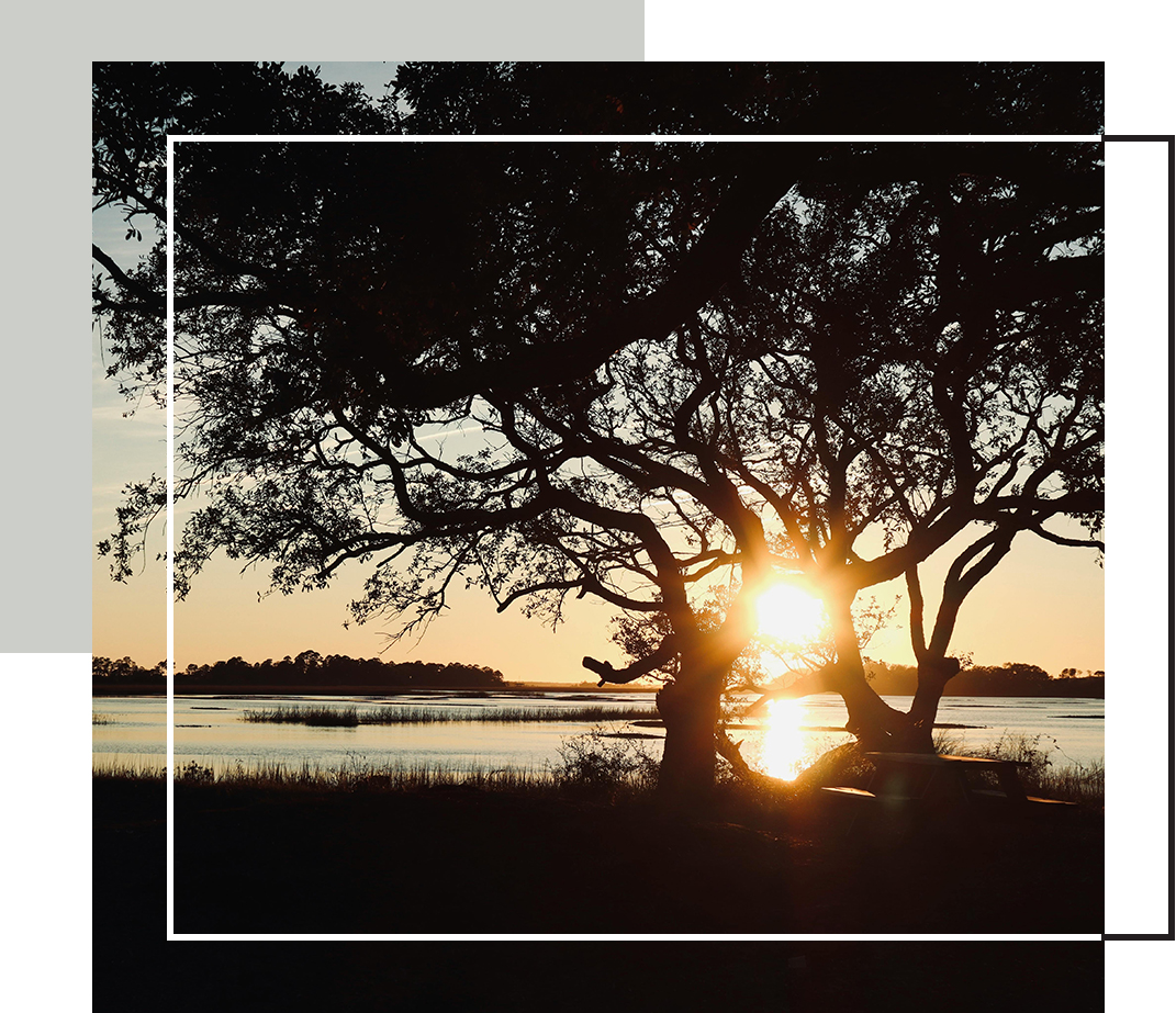 The sun sets over a calm body of water, casting golden light through the branches of a large tree