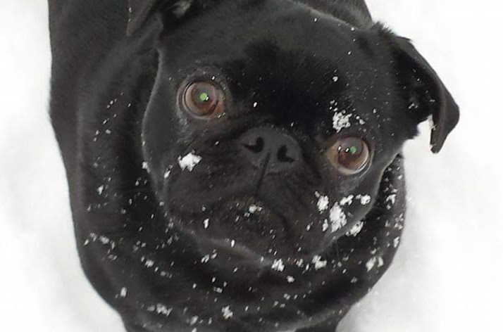 Boo the dog