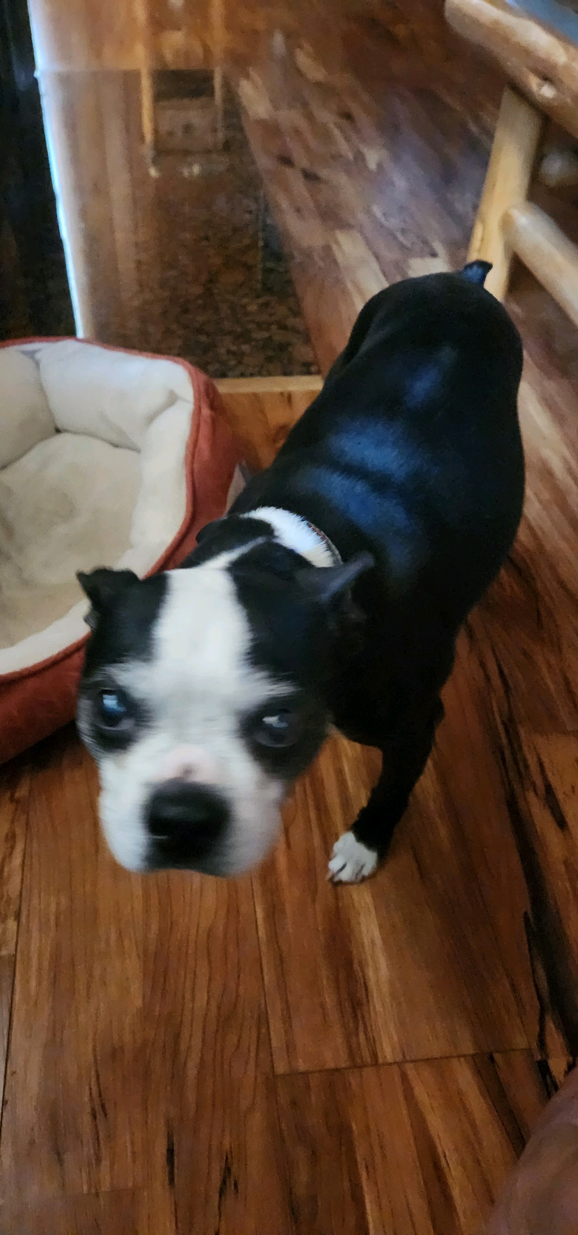 Indie the dog
