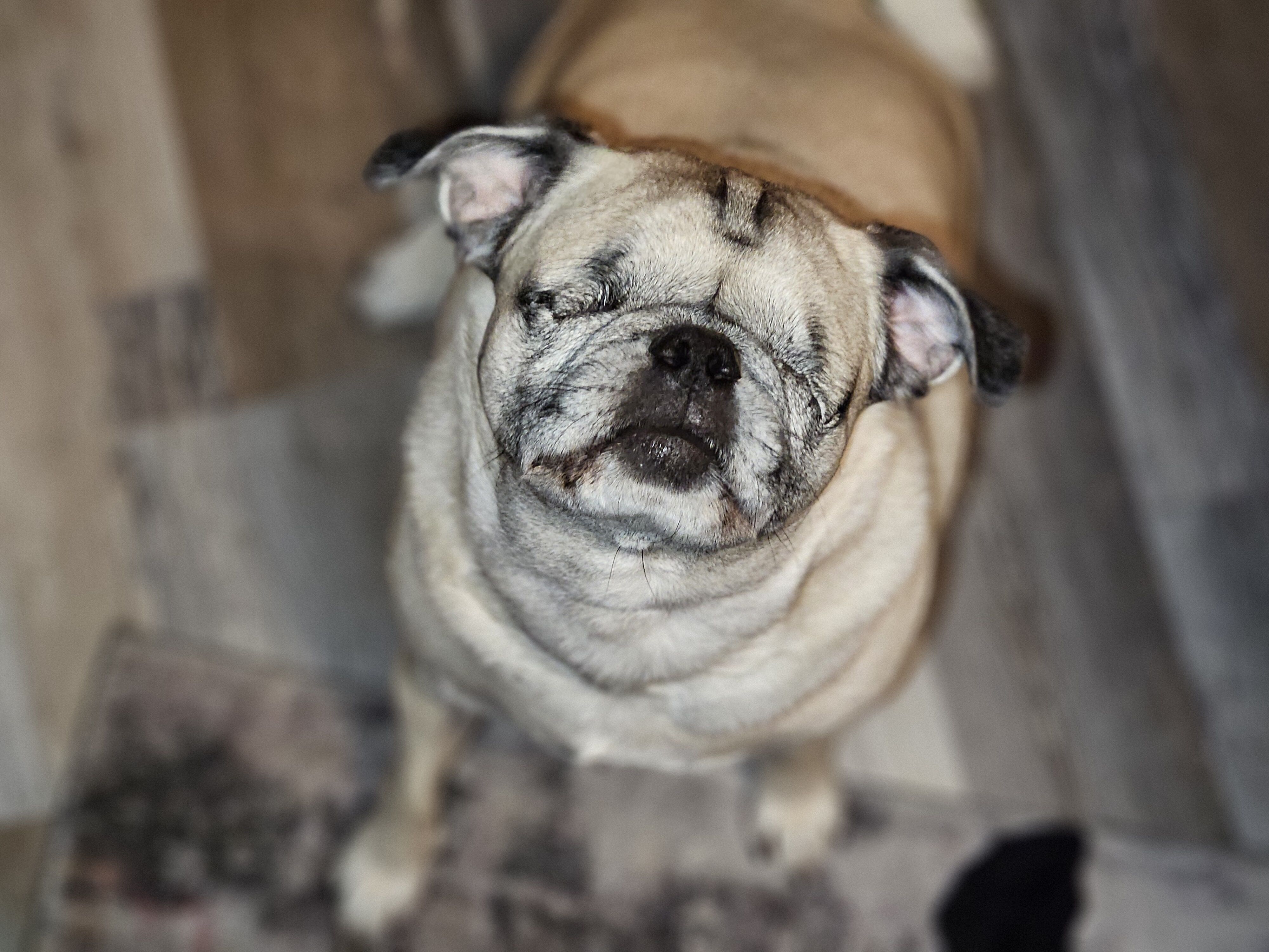Lexi the dog