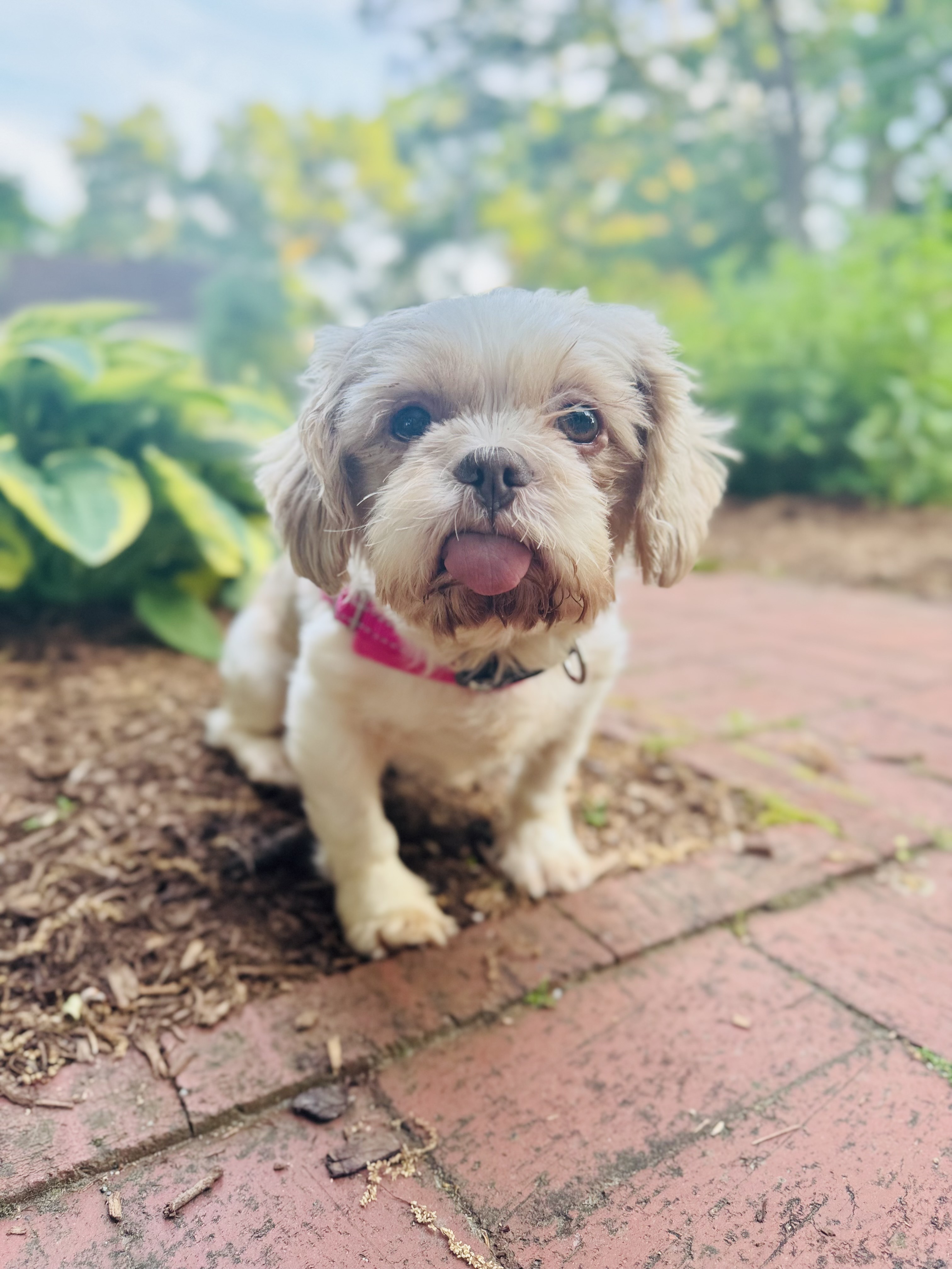 Lucy the dog