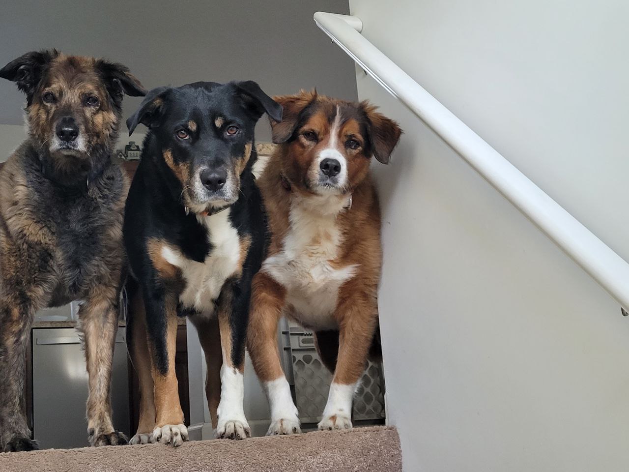 Rocky, Bailey and Riley dogs