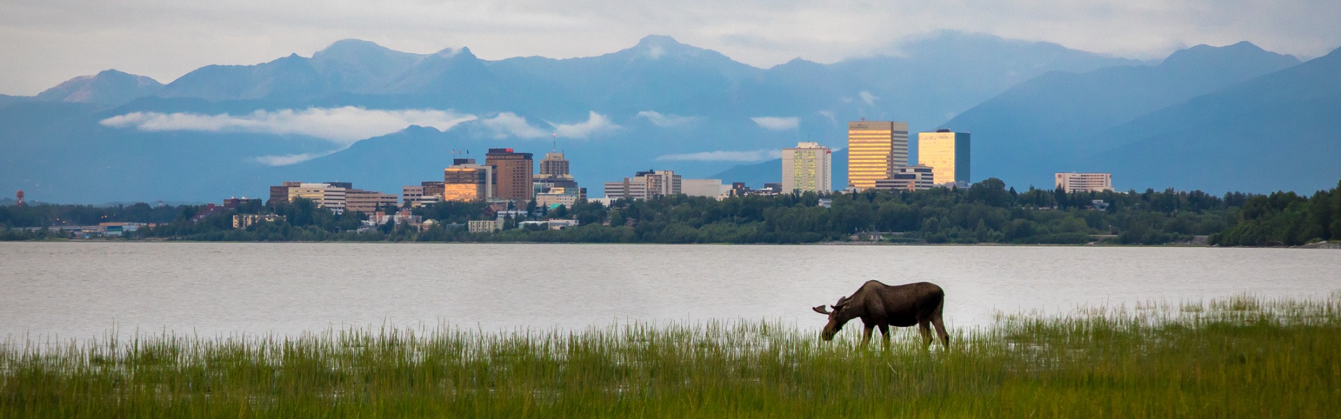 City skyline with moose in foreground