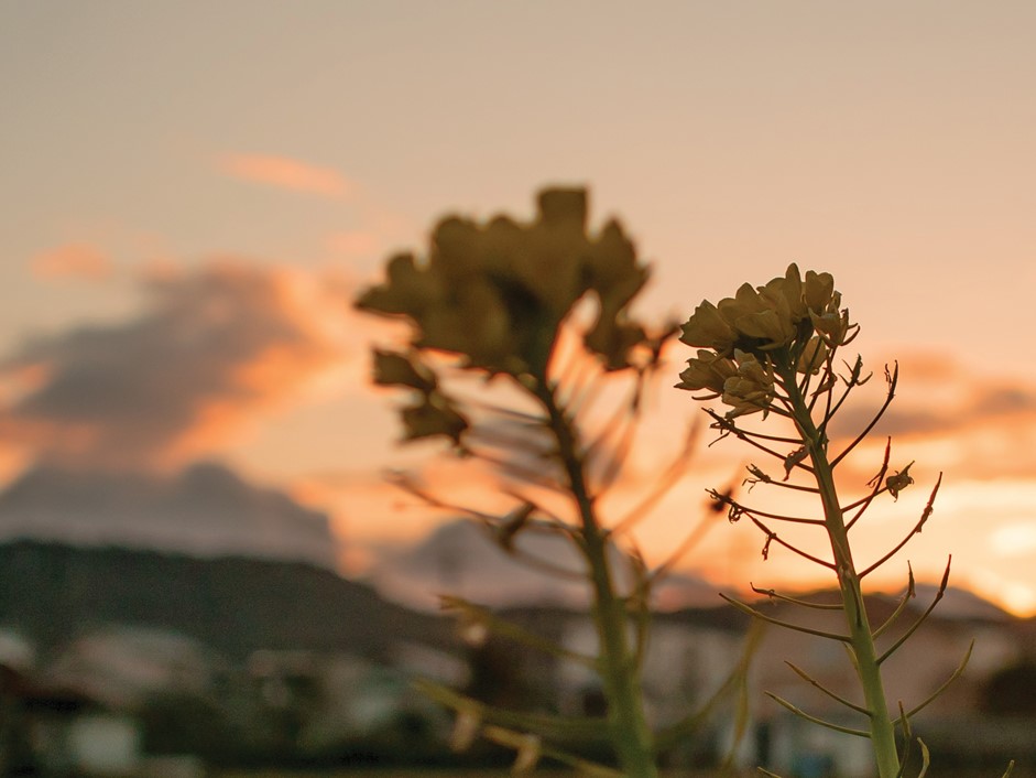 Prairie Flowers against sunset