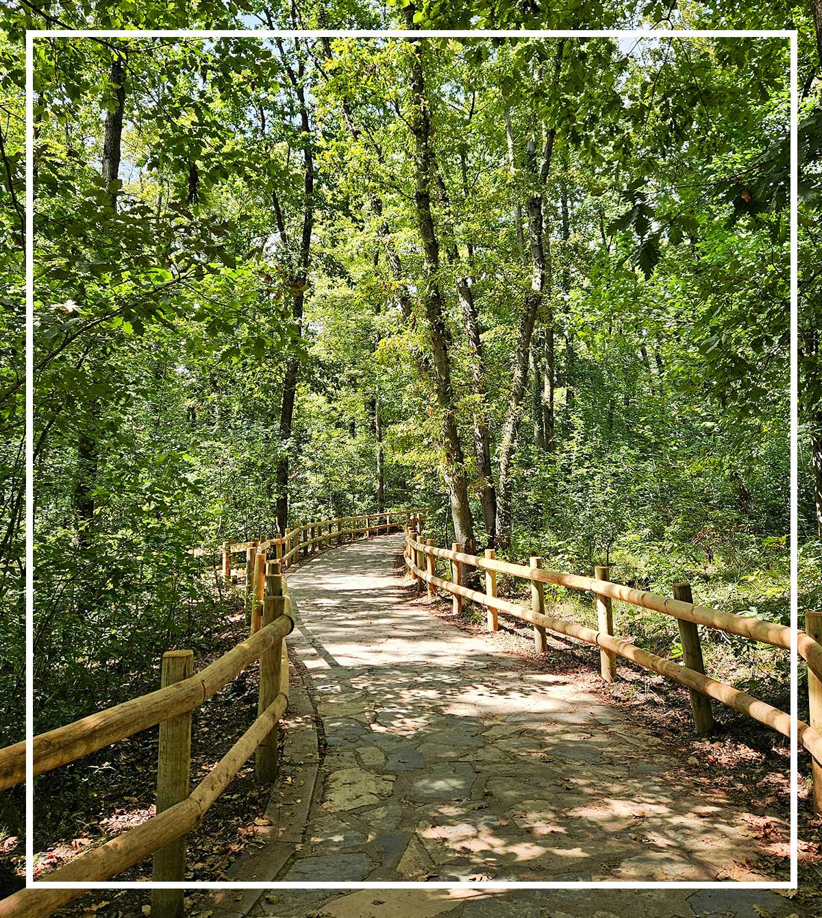 A shaded walking path with wooden railings winding through a lush green forest.