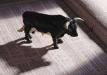 About Eagle > Bull