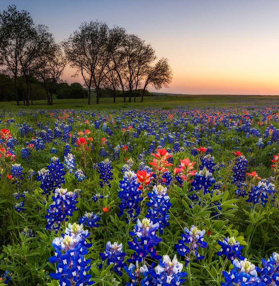 A colorful field of bluebonnets and wildflowers stretches toward a line of trees at sunset.