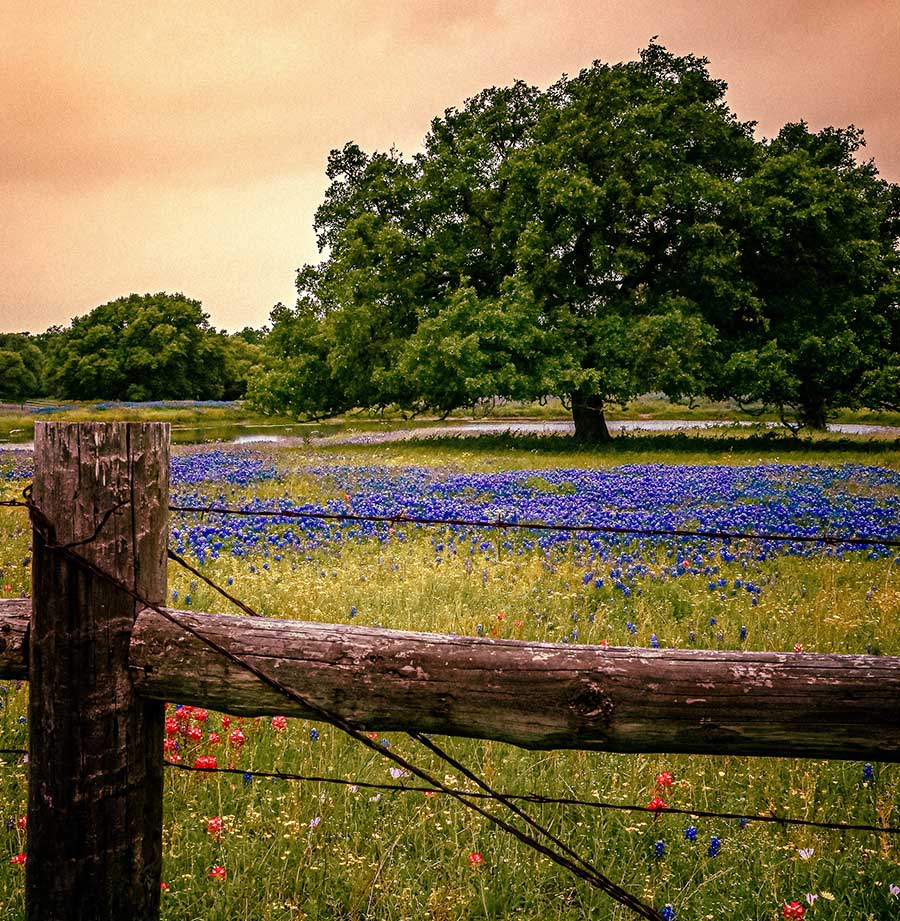 A rustic fence overlooks a field of blooming bluebonnets and wildflowers beneath a large oak tree.