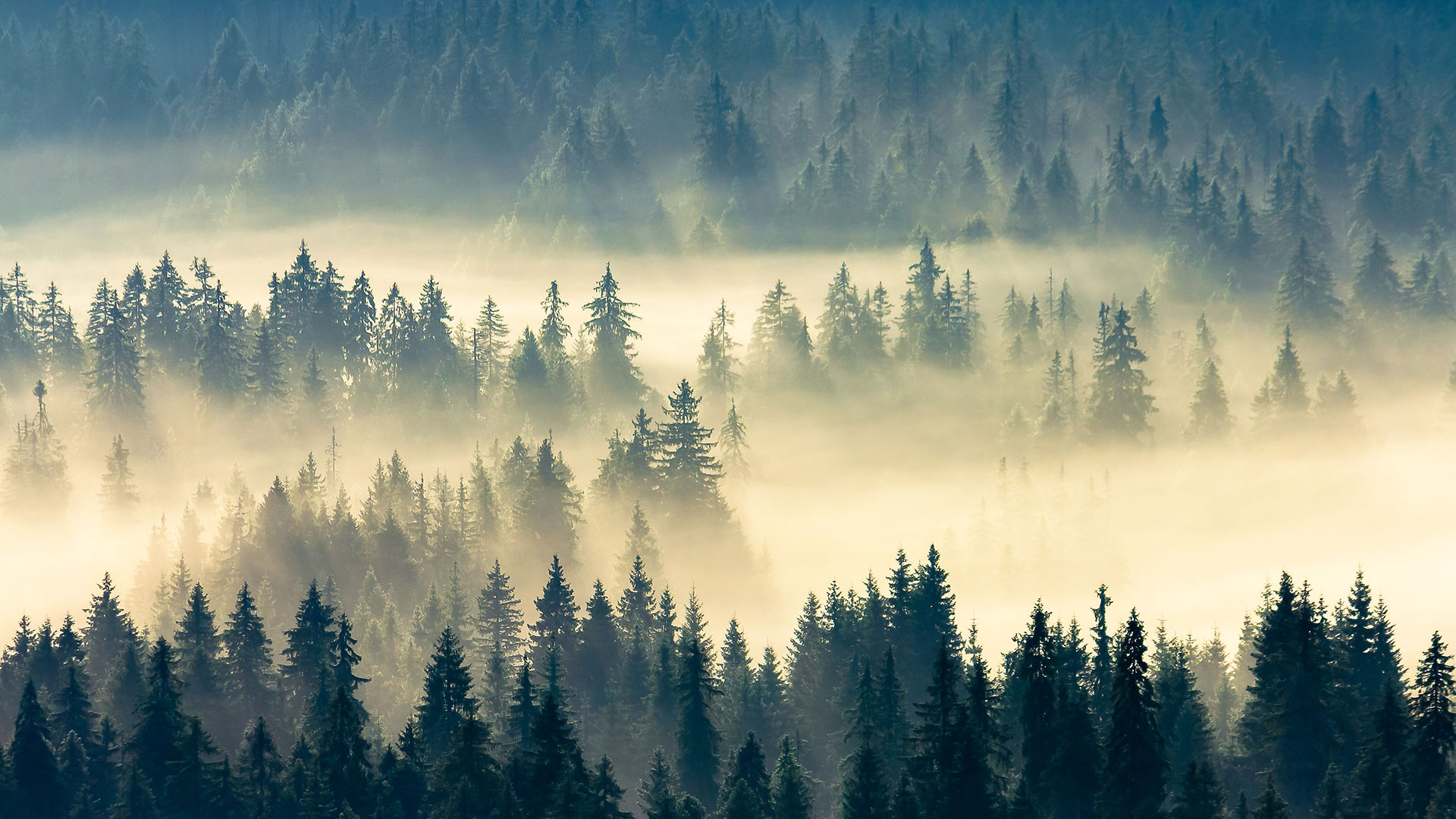 Mountain top with pine trees in the fog