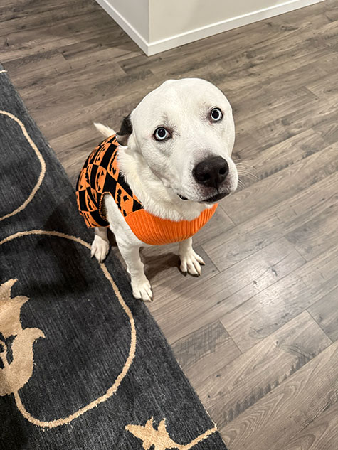 Photo of Blake's dog