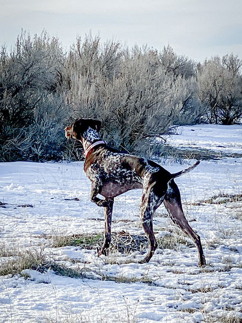 Photo of John's dog in the snow