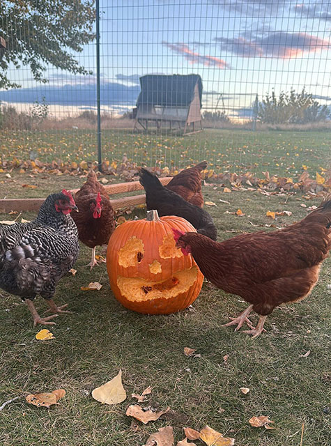Chickens around a jack-o-lantern