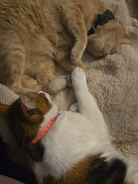 Theresa's two cats laying with each other