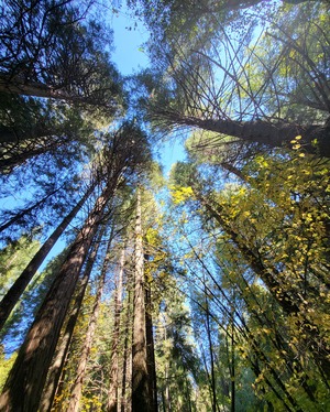 trees
