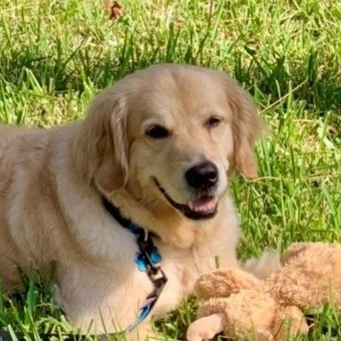 bear photo