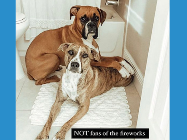 Chris' Dogs