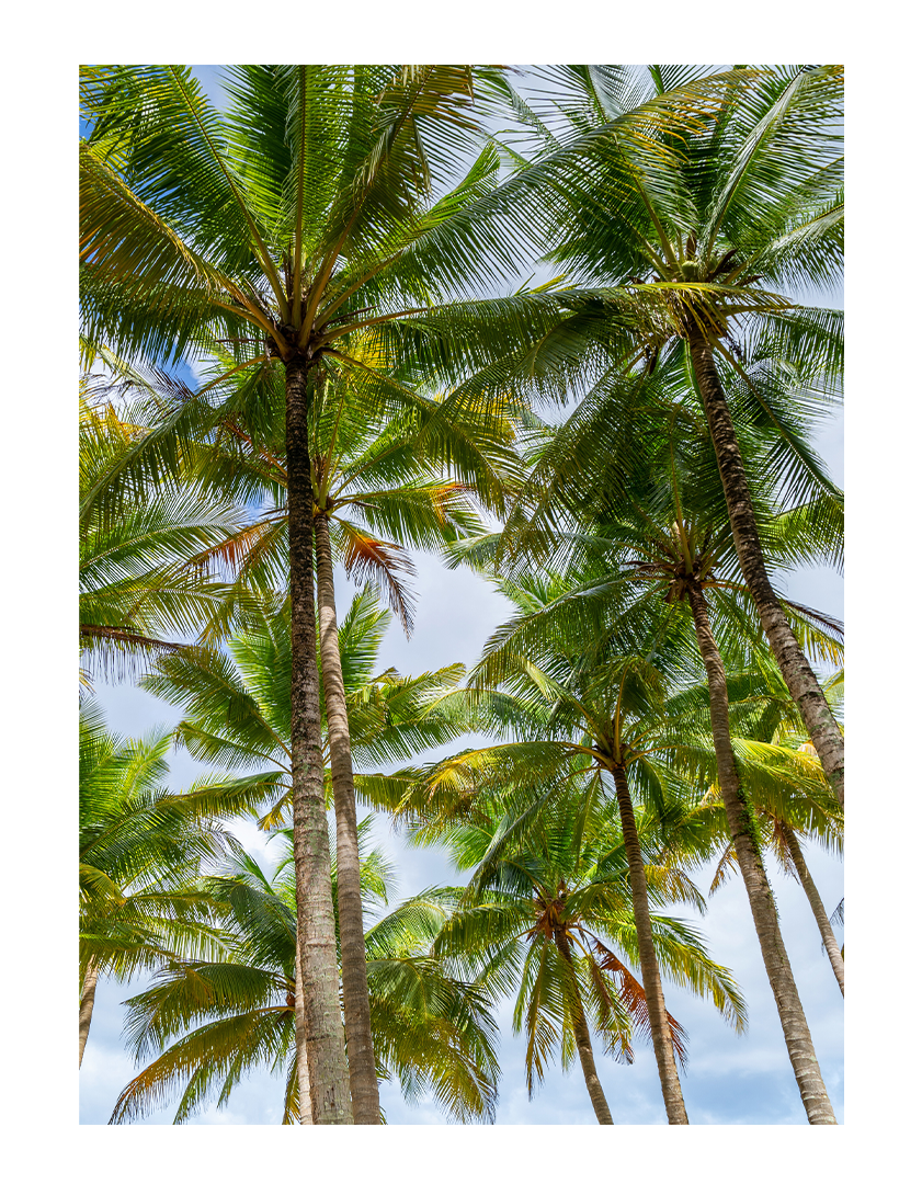 Palm trees on a sunny day