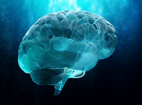 Brain
