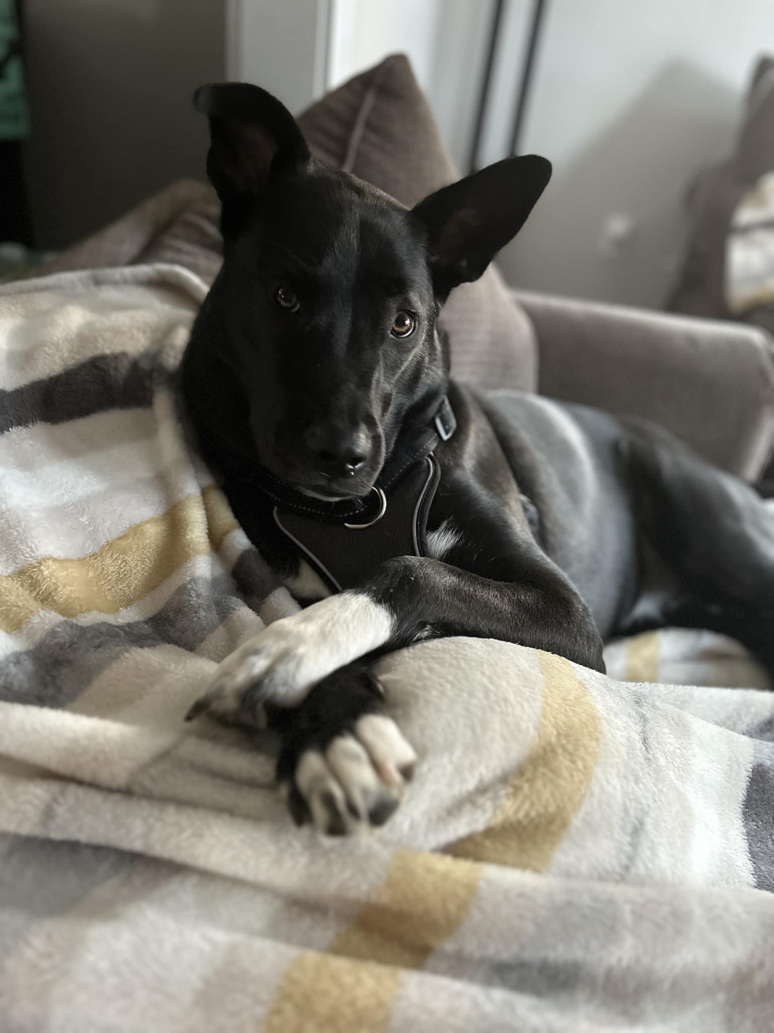Eliseo 6 > Eliseo's black dog with white paws