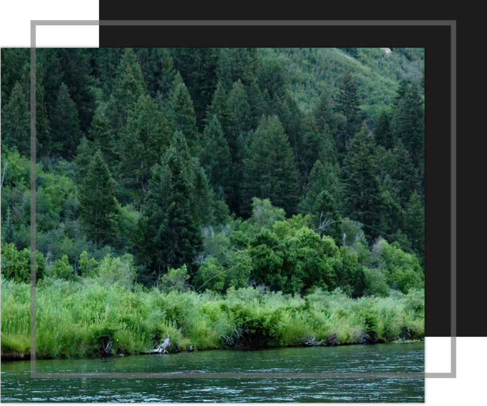 A river flows past dense green forest at the base of a tree-covered hillside.