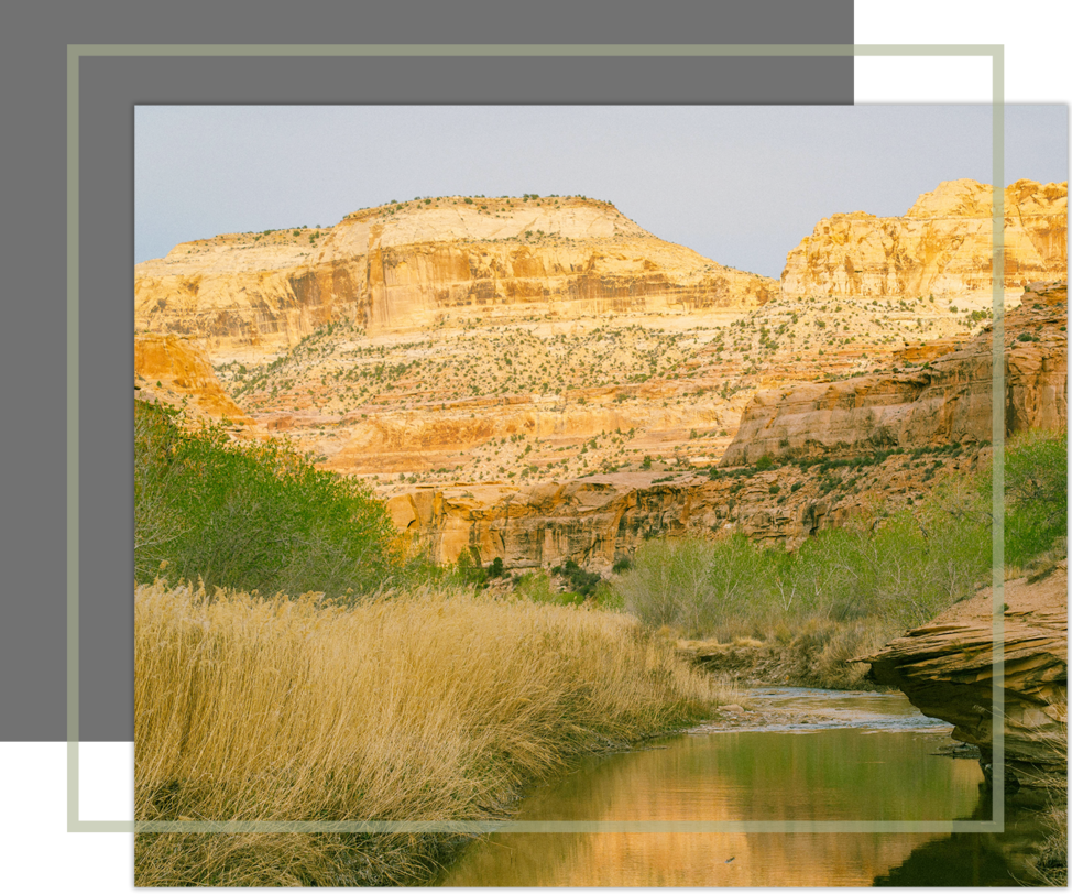 Golden canyon walls rise above a calm stream bordered by desert grasses and green shrubs.
