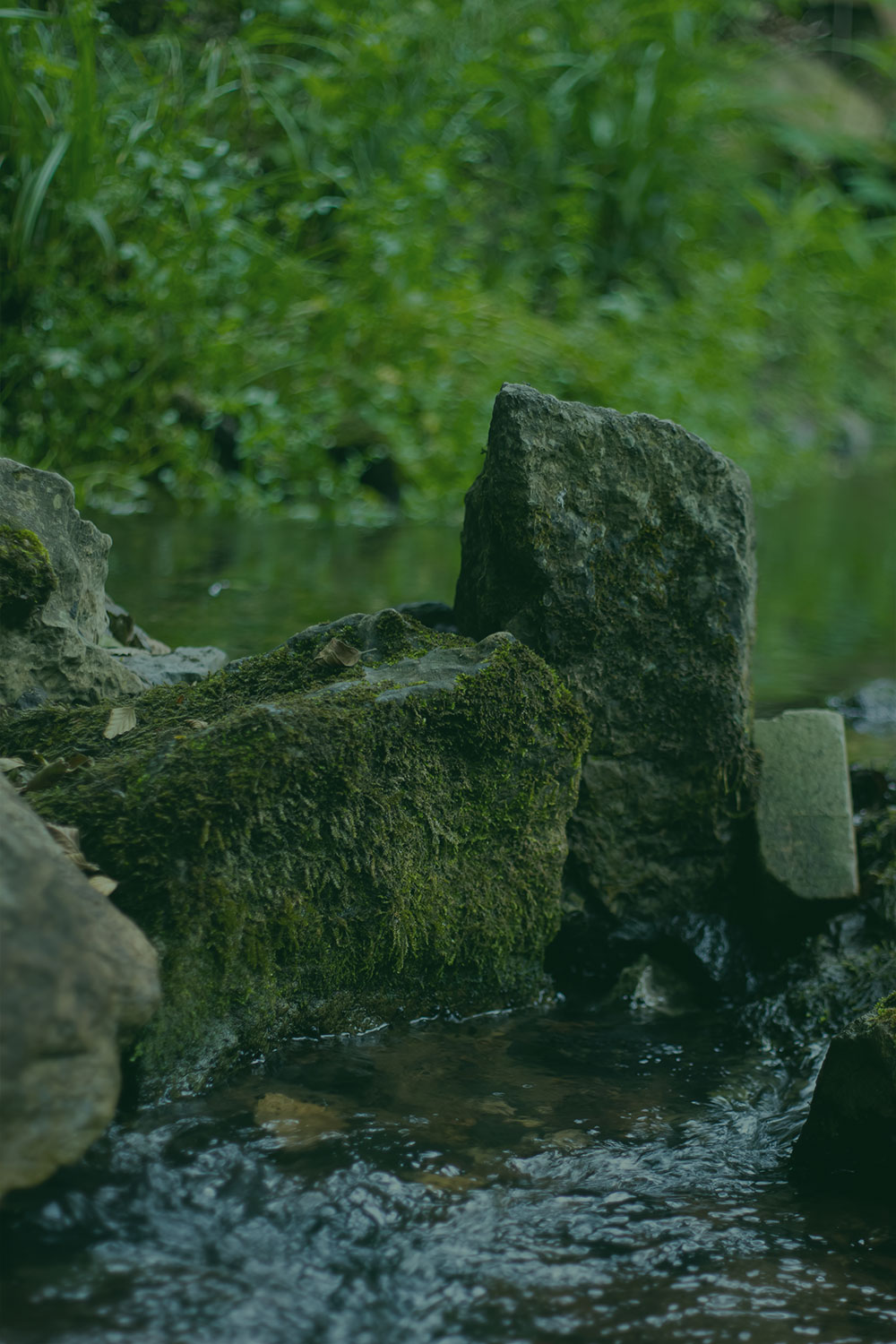 Moss-covered rocks in a shallow stream, with green foliage blurred in the background.