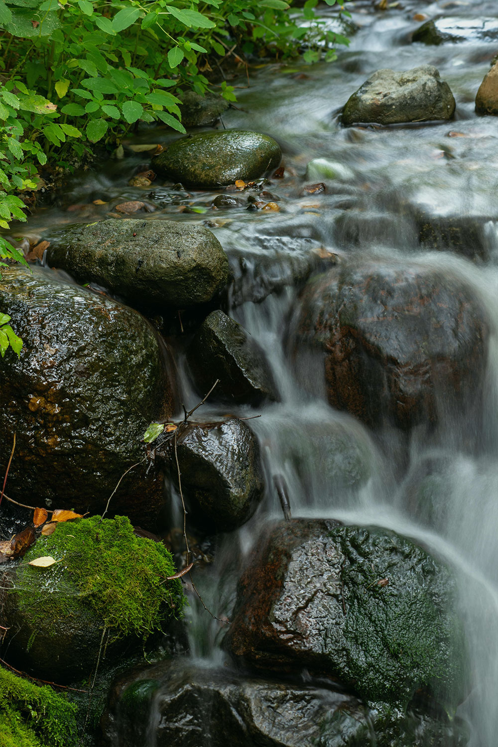 Water cascades down moss-covered rocks in a small stream