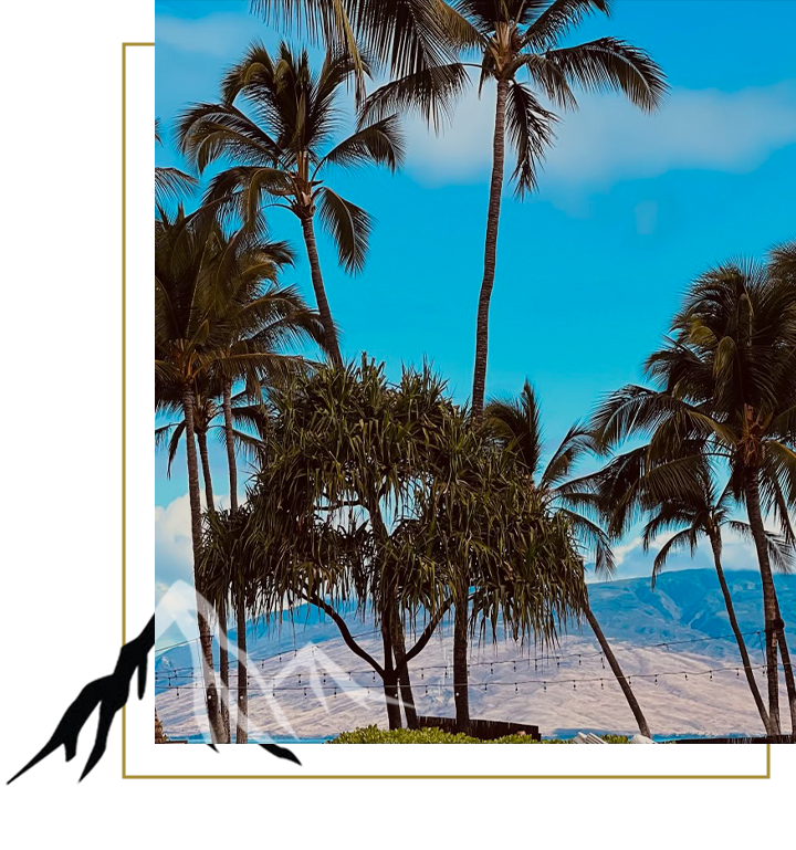 image of palm trees with mountains in the background