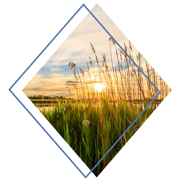 Tall reeds and grasses along the edge of a calm lake at sunset, with the sun low on the horizon and reflections on the water.